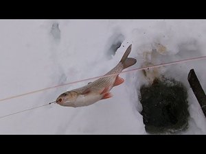 ПРОВЕРКА ПАЛОК 13. 03. 19 \ ЯЗЬ НА ЕРША