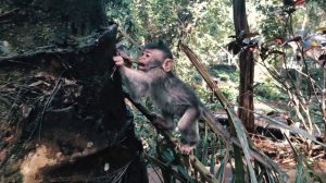 Лес обезьян в Убуде I Май на Бали - часть 3