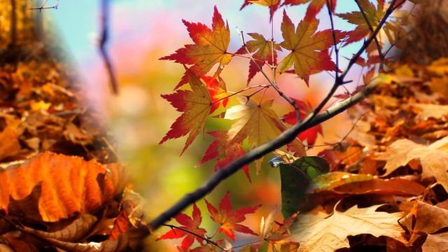 фоновая заставка осень смотреть онлайн