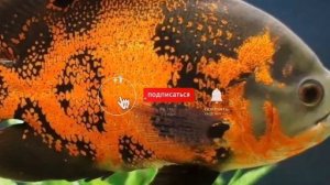 КОРМЛЕНИЕ АСТРОНОТУСА