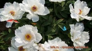 Пион древовидный Белый Феникс (paeonia suffruticosa) ? обзор: как сажать, саженцы пиона Белый Феник