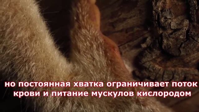 Путешествуй! Субтитры для слабослышащих