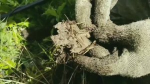 Поиск старины в заброшенной деревне.