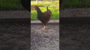 @Ливенская Ситцевая