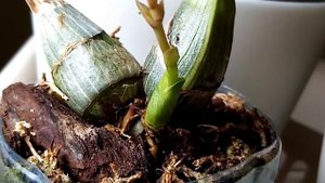 Clovesia. Кловесия. Первый цветонос. 😊