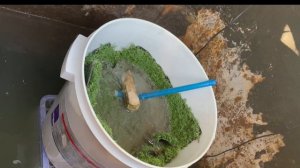 СОМ КУШАЕТ РЫБУ .