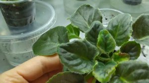 Фиалки - ржавчина в центре на листиках. Спасаю цветочки.