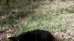 Я спасла двух котят, которых бросили в ЛЕСУ