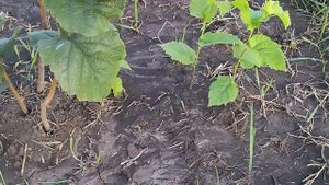 Фундук трапезунд, высадка фундука + немного о саде.