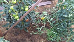 арбуз конничива