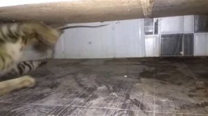 CAT VS MOUSE  CAT EATS MOUSE ALIVE  RAT EATEN BY CAT  BIG FAT RAT