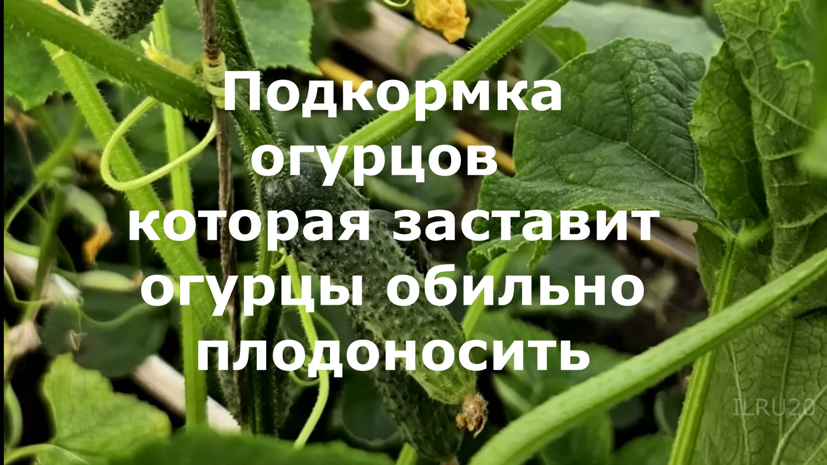 Огурцы подкормка - большой урожай