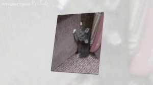 «Ты её не спасёшь! Давай лучше усыпим» - но мы вырвали из лап смерти маленькую жизнь!