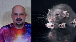 К чему снятся крысы или мыши, что значит видеть крыс (большую крысу) во сне? | Толкование снов