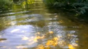 Стрекозиная любовь. #Стрекозы #Размножение