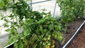 Теплица домиком "Дельта" 2,5 на 4 м 5-й сезон на подмосковной даче.