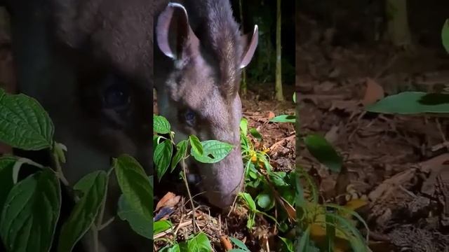 Тапир - одно из самых древнейших млекопитающих