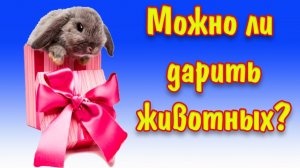Можно ли дарить животных на день рождение?