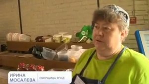 Утро России- Промышленное выращивание лесных ягод в России кооператив Архангельская клюква