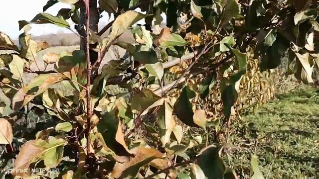 Удивительно теплое 31 октября огород виноград голубика и оранжерея.