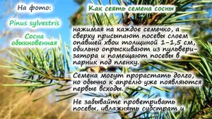 Сосна – выращивание из семян. Стратификация семян сосны, посев и уход за саженцами