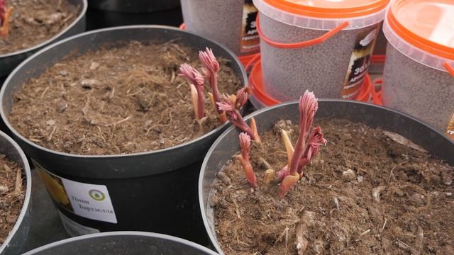 Дарвин о главном: Пионы смотреть онлайн