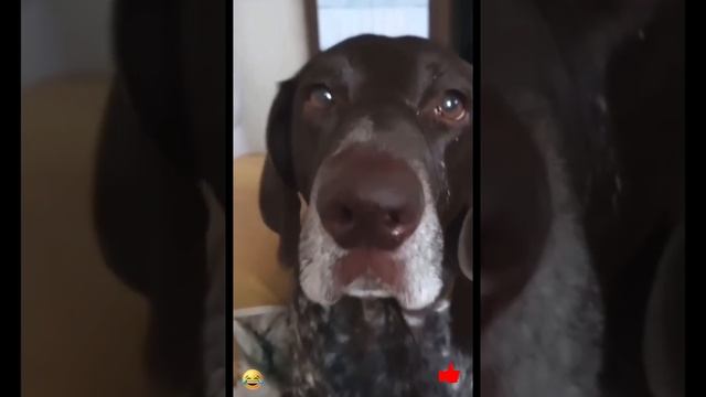 СМЕШНЫЕ ЖИВОТНЫЕ ?
СМЕШНЫЕ ВИДЕО ?