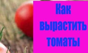 Как вырастить помидоры зимой.