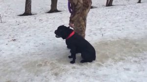 Дрессировка щенка Кане Корсо (занятие 2). Послушание и воспитание.