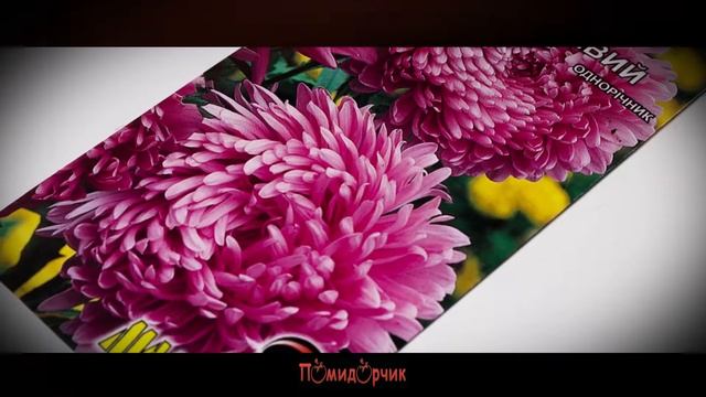 Семена Астра Розовая Фламир розовый - Помидорчик смотреть онлайн