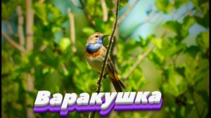 Варакушка Bluethroat