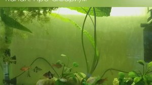 Аквариум для начинающих, Размер имеет значение, Как выбрать аквариум,  Обем аквариума,