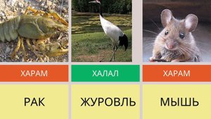 Харам и Халяль Мясо Животных в Исламе