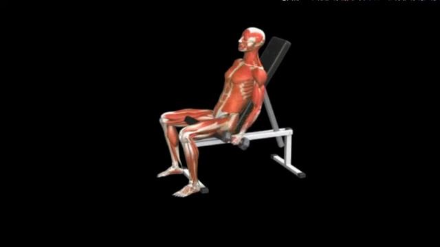 Сгибание рук на бицепц с гантелями сидя под наклоном Biceps curl incline Dumbbell смотреть онлайн