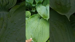 хоста Импресс Ву #хосты #хостыгиганты #купитьлучшиесортахост #эмпрессву #хостыгиганты