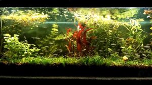 Красноносая тетра (Hemigrammus rhodostomus)