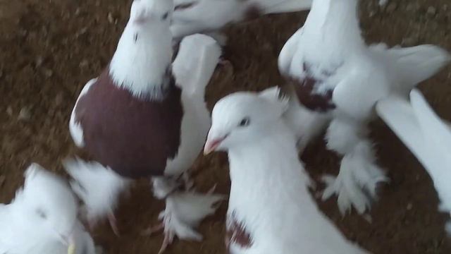 18 февраля 2022 г. отвечаю на комментарии по лохме, андижанские голуби узбекские голуби смотреть онлайн