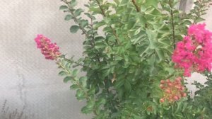 Индийская сирень! Растение, которое поднимает настроение! Мои советы!