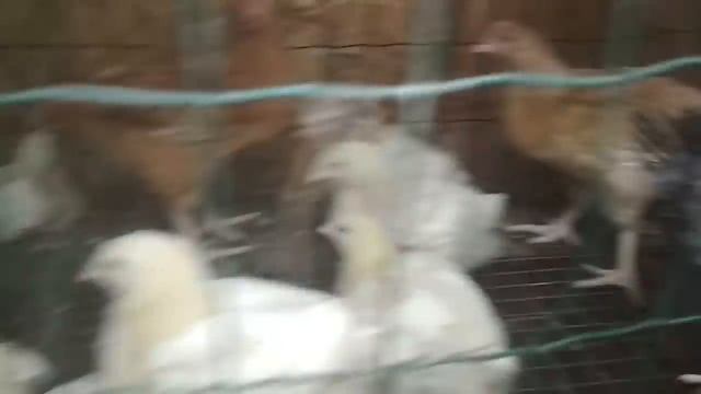 Содержание бройлеров от 0 до 2-х недель/Кормление, температура/Нужны ли витамины и лекарства?