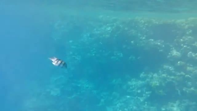 Красивейший коралловый риф El Fanar Beach Последний день в Египте #Египет2020 #красноеморе