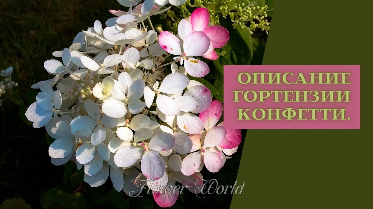 Гортензия конфетти описание и фото