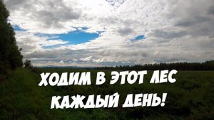 ЭТОТ ЛЕС ДАЁТ ГРИБЫ КАЖДЫЙ ДЕНЬ НАБИРАЕМ БЕЛЫХ ПОДОСИНОВИКОВ И ЧЁРНОГО ГРУЗДЯ ТИХАЯ ОХОТА В ПРИМОРЬЕ
