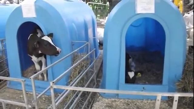 Сельскохозяйственные животные на Курской ярмарке. Видео смотреть онлайн