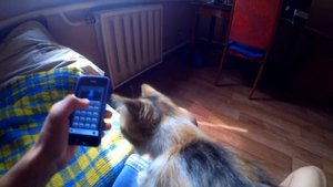 РАЗГОВАРИВАЮ СО СВОЕЙ КОШКОЙ ЧЕРЕЗ КОТ-ПЕРЕВОДЧИК!!!