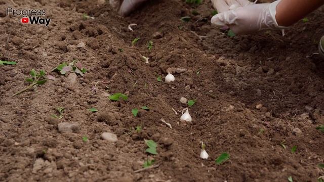 Озимого Чеснока В 10 Раз Больше При Такой Схеме Посадки! смотреть онлайн