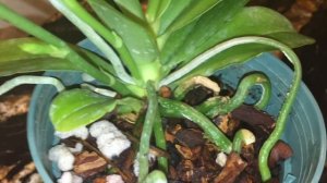 Белый налёт на корнях орхидеи фаленопсис. Phalaenopsis bastianii. Видовая орхидея.