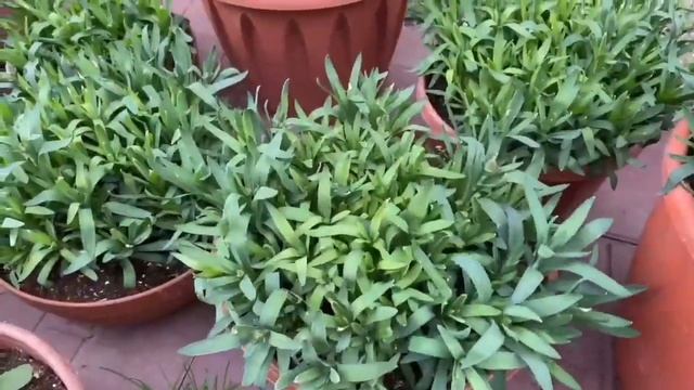 БИО комплекс Удобрения для сада, огорода Контейнерные цветники смотреть онлайн