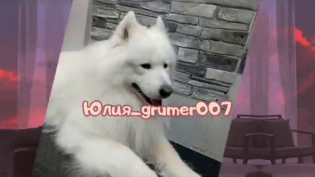 Стрижка собак и кошек смотреть онлайн