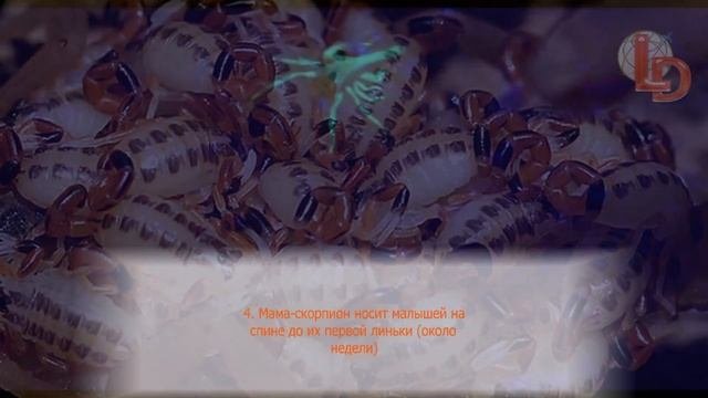 8 интересных фактов про … скорпиона