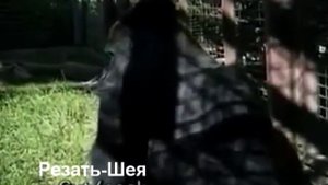 Горилла Майкл вспоминает историю из жизни (на рус.)